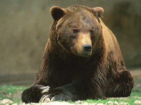 Orso - Parco Nazionale d' Abruzzo Lazio e Molise